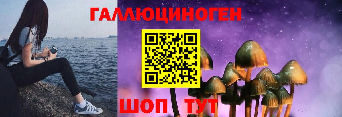 Клин  Псилоцибиновые грибы Psilocybine cubensis  Псилоцибиновые грибы прущие грибы  Вход с VPN 